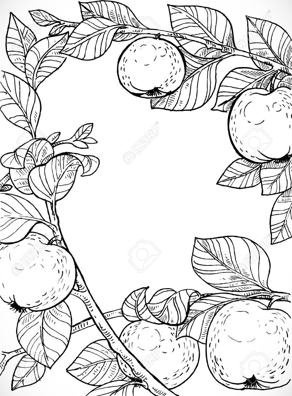 960x1300 Black And White Drawing Of Branches With Apples And Leaves Royalty