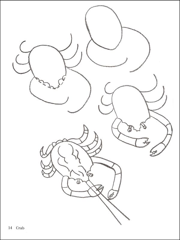 600x800 How To Draw Aquarium Animals (024621) Details