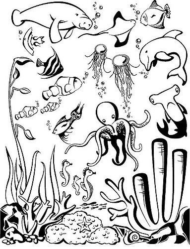 383x500 Life Aquatic Katie Nelson