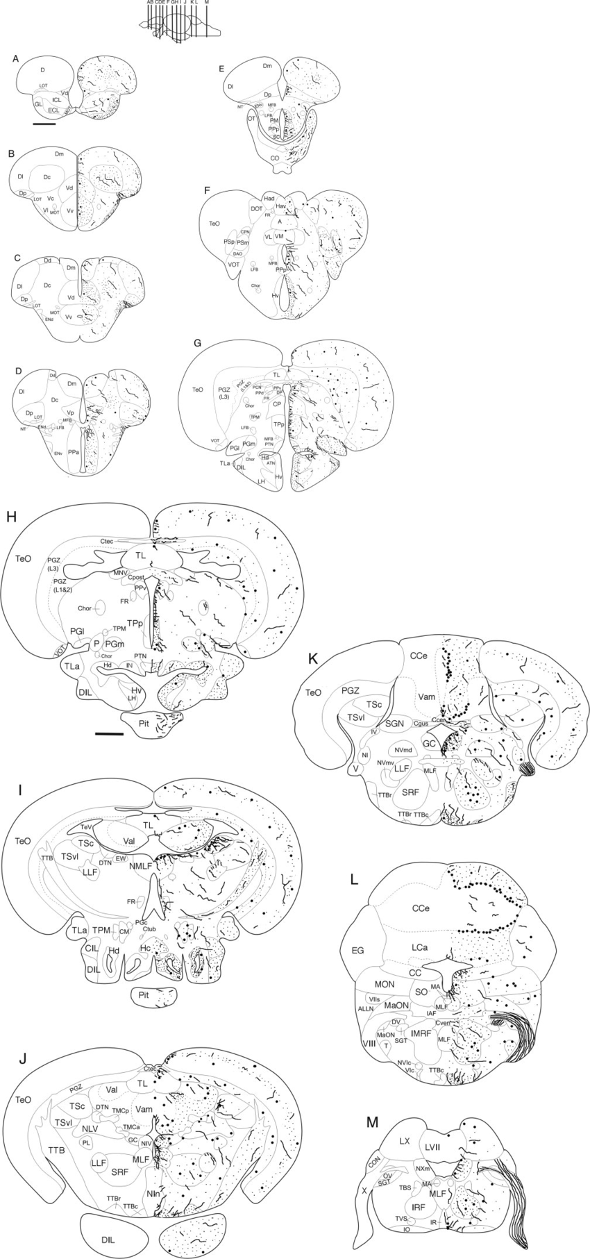 850x1813 Schematic Drawings Of Transverse Sections Of The Adult Zebrafish