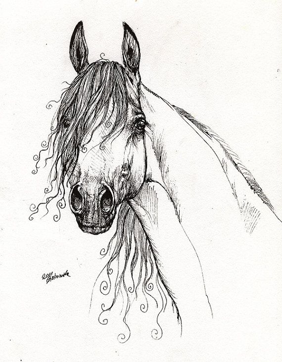 Arabian Horse Drawing