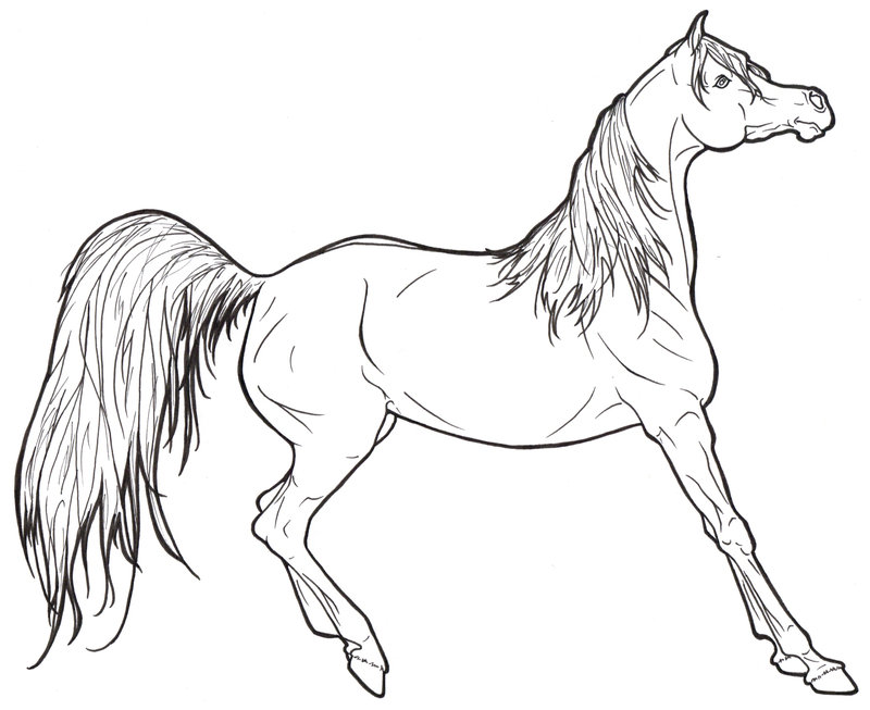 800x653 Arabian Horse Lineart By Requay