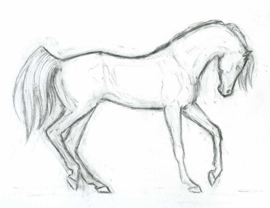 900x694 Arabian Horse Lineart By Akuinnen24