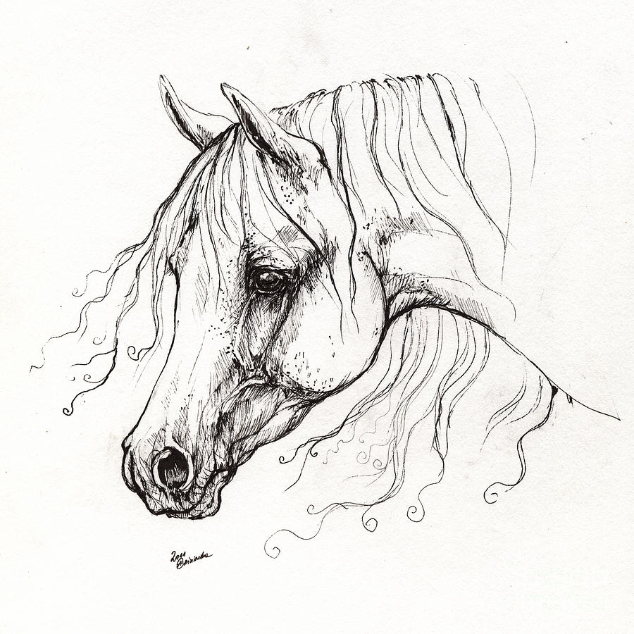900x900 Horse Drawing 13 Drawing By Angel Ciesniarska