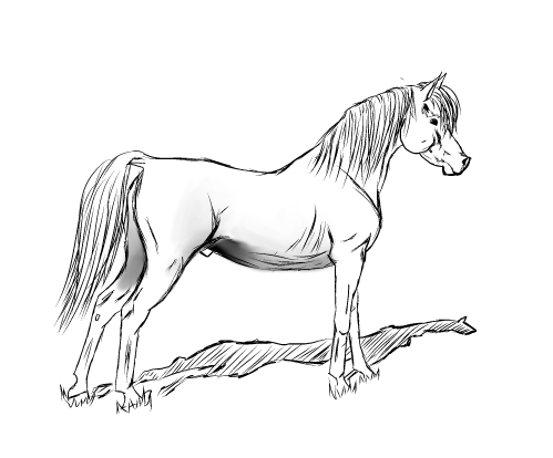 499x414 Live Laugh Ride How To Draw An Arabian Horse