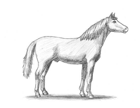 550x425 My Friend Drew This One! Horse Drawings Horse