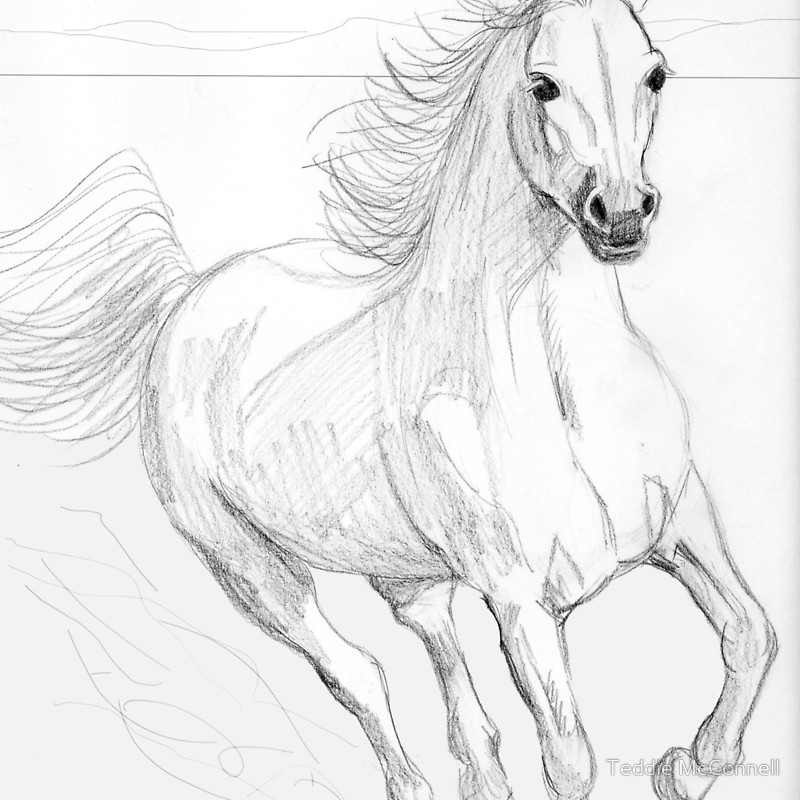 800x800 Running Arabian Horse Pencil Drawing Throw Pillows By Teddie