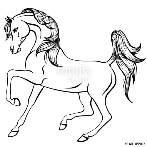 500x500 Vector Outline Illustration Of Beautiful Arabian Horse Stock