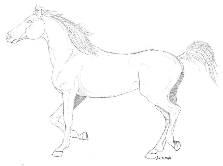 900x672 Arabian Horse Trotting By Mila 10