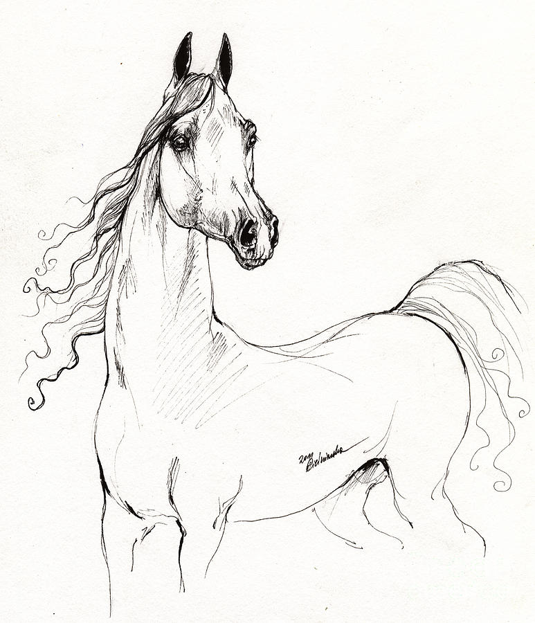 773x900 Arabian Horse Drawing 19 Drawing By Angel Ciesniarska