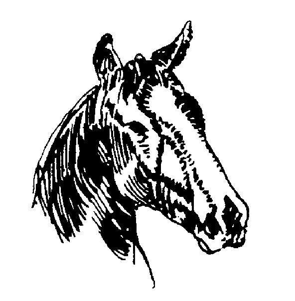 592x604 Arabian Horse Head Clipart Clipart Panda