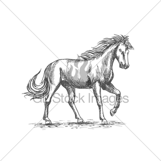 325x325 Horse Head Sketch Of Black Arabian Stallion Gl Stock Images