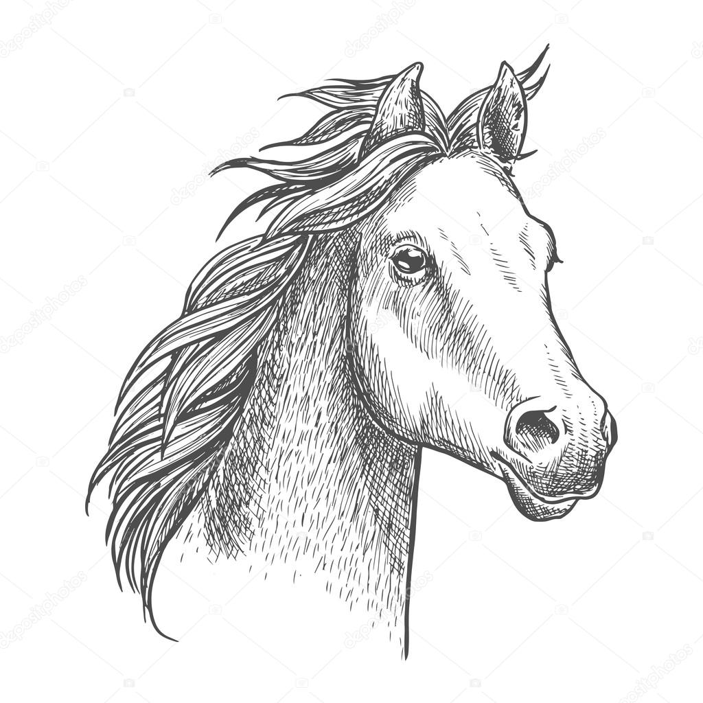 Arabian Horse Head Drawing at GetDrawings | Free download