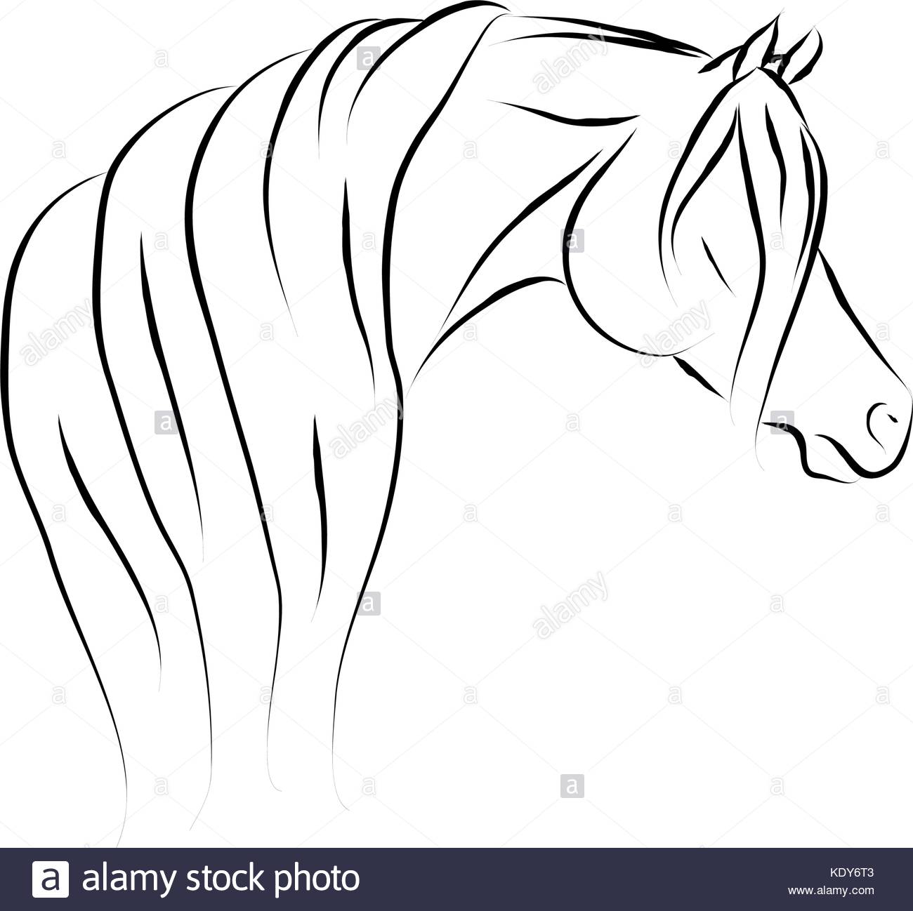 1300x1298 Purebred Arabian Horse Stock Vector Images