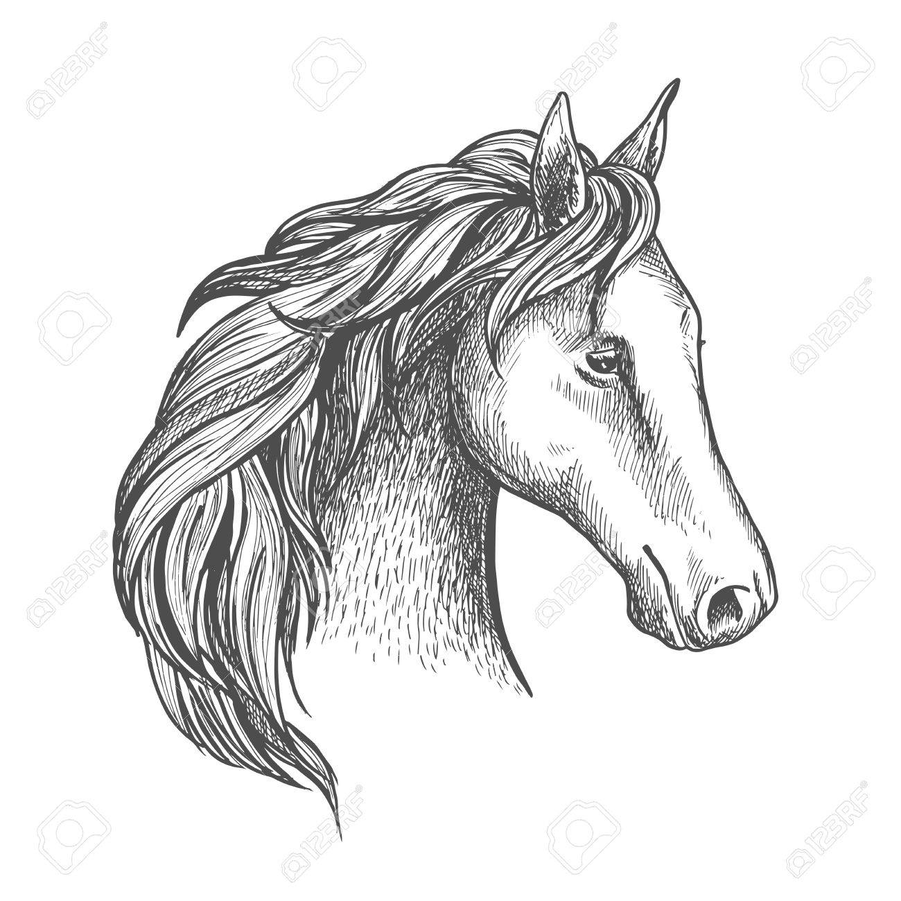1300x1300 Sketched Horse Head Icon With Purebred Stallion Of Arabian Breed