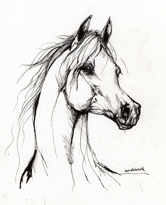 566x700 Arabian Horse Drawing 38 Greeting Card For Sale By Angel