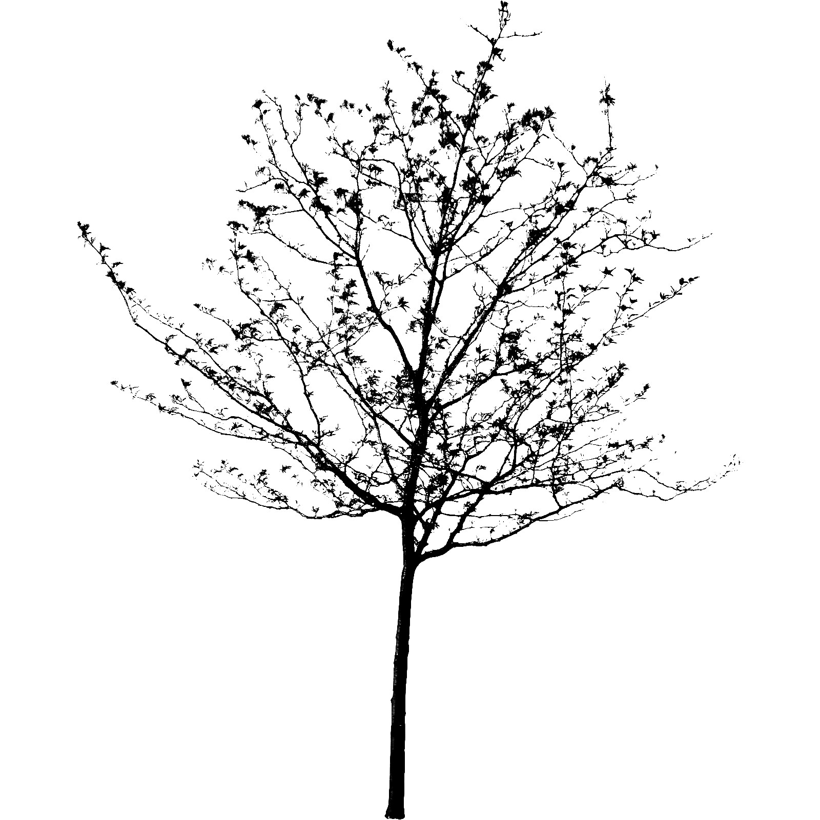 1600x1600 Spring Tree Ornament 10 Trees Spring Tree And 10