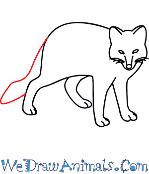 300x350 How To Draw An Arctic Fox