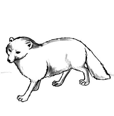 400x407 How To Draw An Arctic Fox