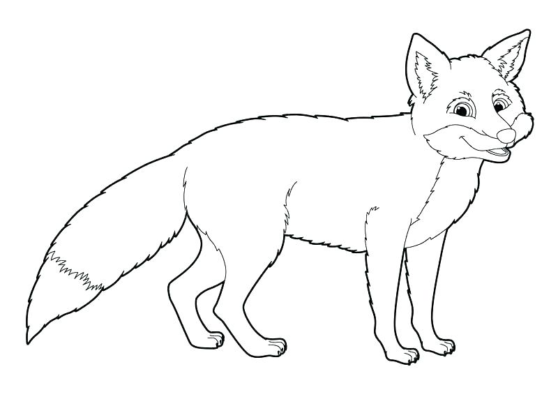 Arctic Fox Drawing Coloring Pages