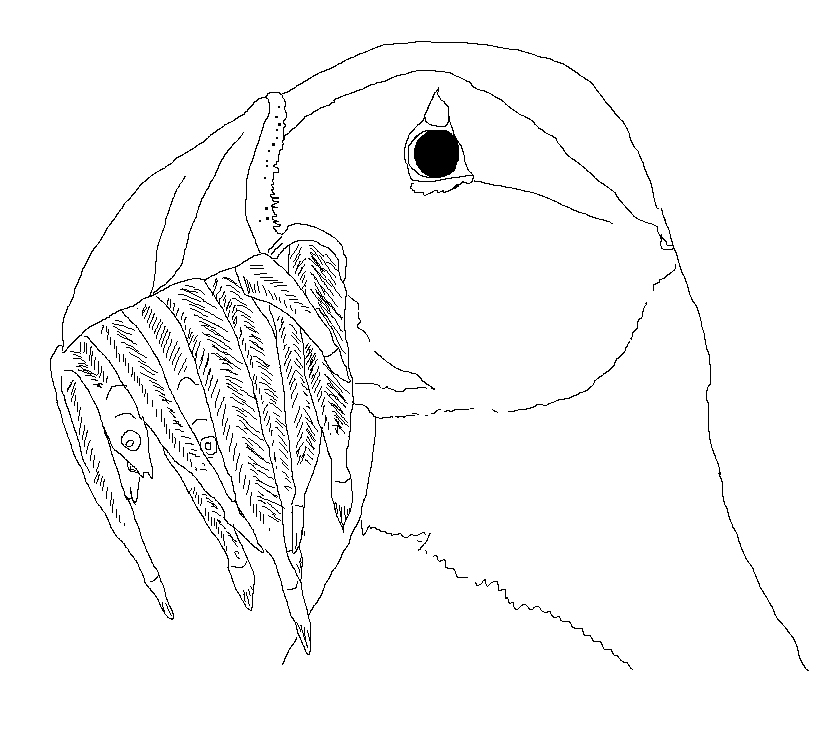 816x752 Arctic Fox 72andrising