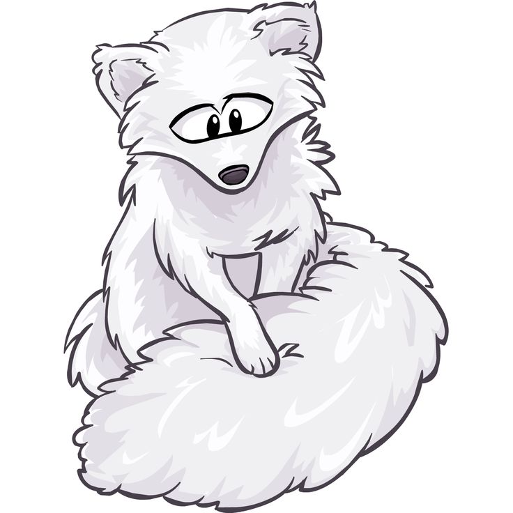 736x736 Arctic Fox Croquis