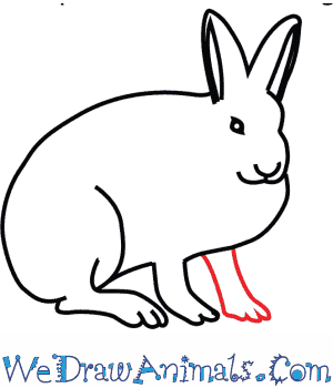300x350 How To Draw An Arctic Hare