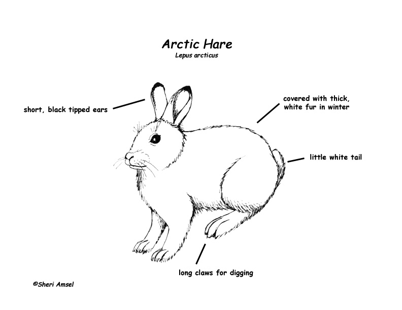792x612 The Arctic Hare Animal Talk