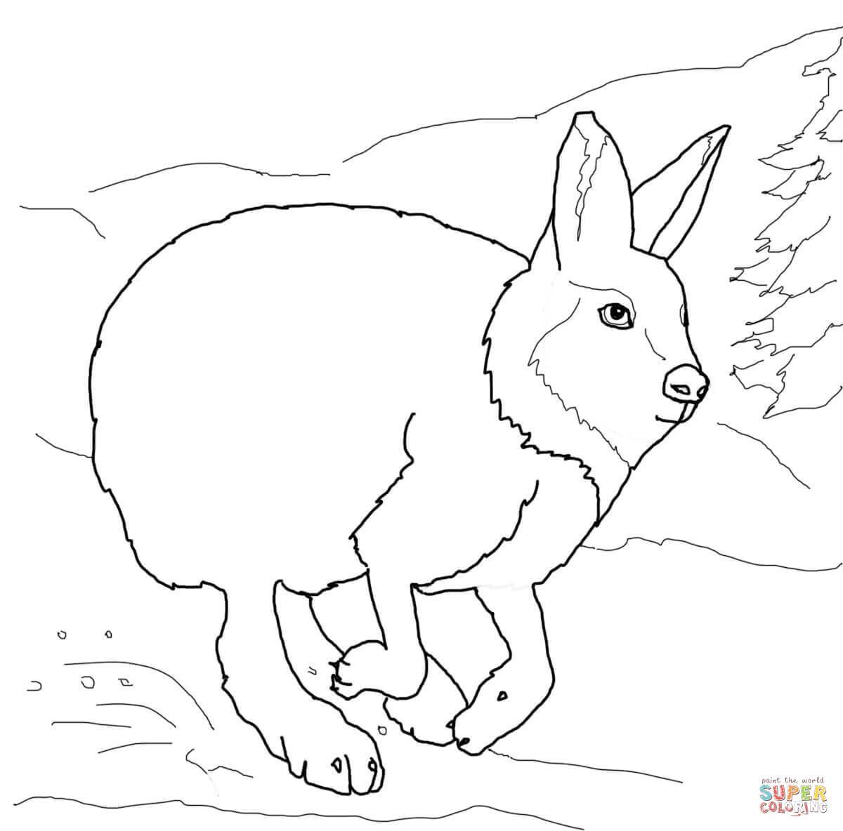 1200x1184 Arctic Hare Coloring Page Coloring Page For Kids