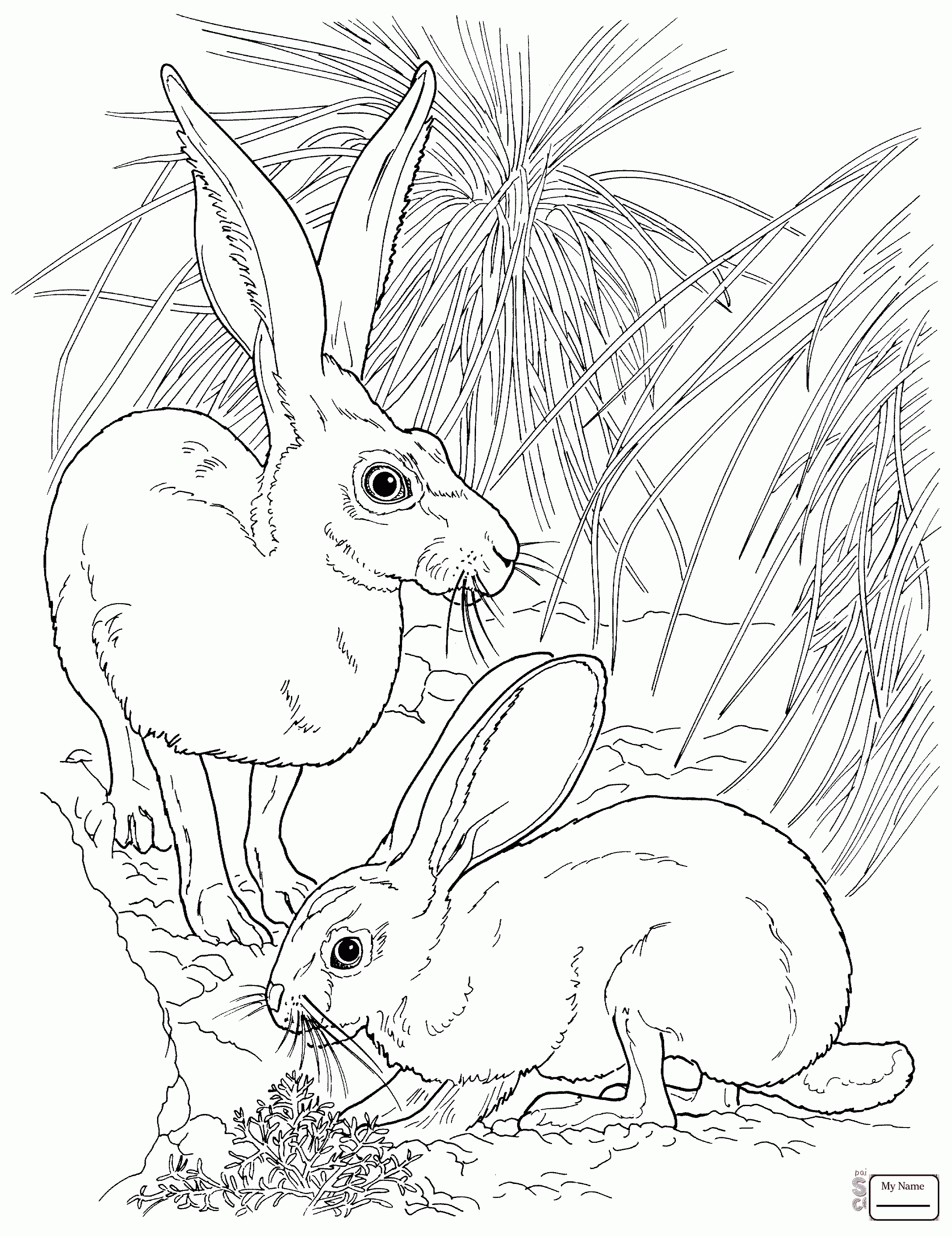 2176x2826 Coloring Pages For Kids Hares Mammals Arctic Hare