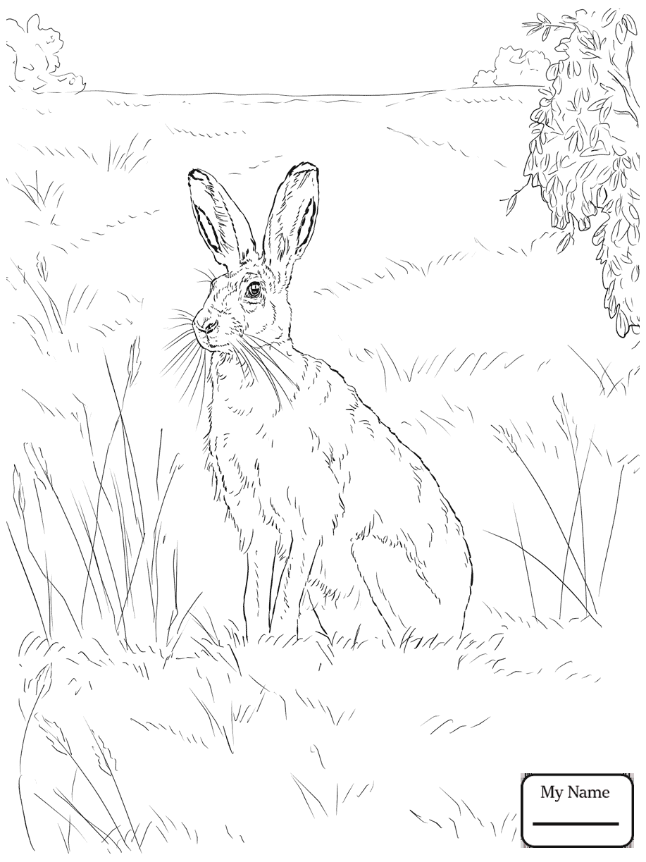 917x1223 Hares