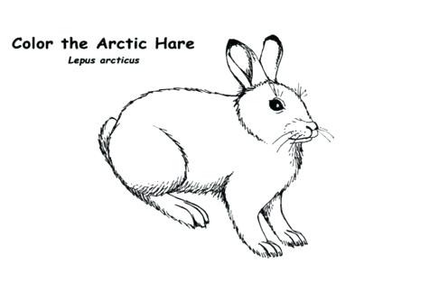 476x333 Arctic Coloring Pages Printable Coloring Pages Of Arctic Animals