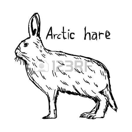 450x450 Arctic Hare