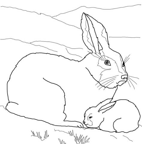 474x480 Arctic Hare Baby And Mother Coloring Page Free Printable