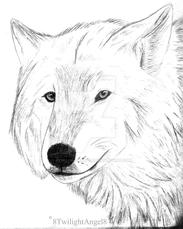 600x749 Arctic Wolf Portrait By 8twilightangel8