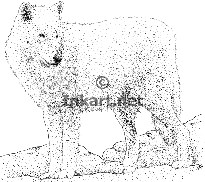 800x713 Wildlife Art North American Mammals