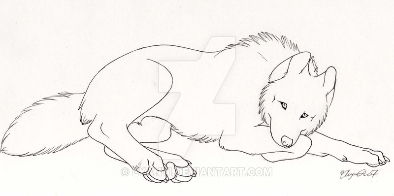800x398 Artic Wolf By Lyanti