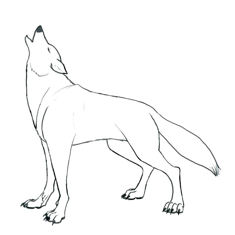 Arctic Wolf Drawing_ at GetDrawings | Free download