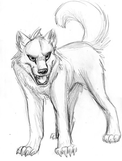 Arctic Wolf Drawing_ at GetDrawings | Free download