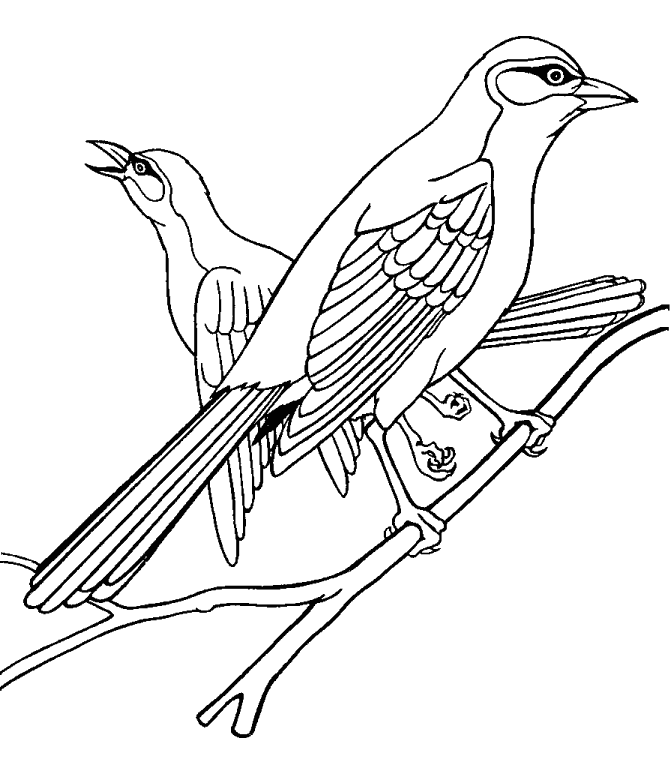 671x765 Arkansas State Bird Mockingbird