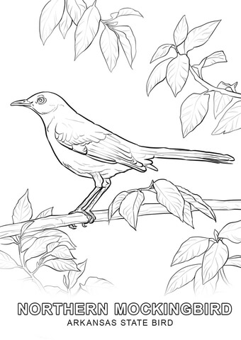 340x480 Arkansas State Bird Coloring Page Free Printable Coloring Pages