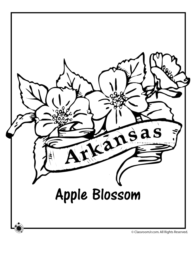 680x880 State Flower Coloring Pages Arkansas State Flower Coloring Page