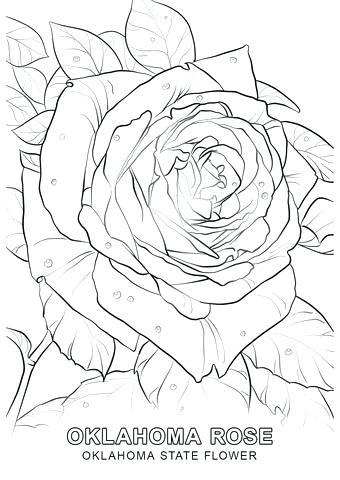 340x480 State Flower Coloring Pages Click To See Printable Version