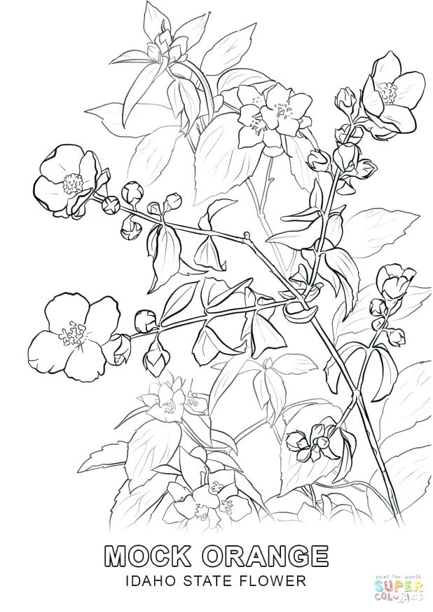 618x872 Arkansas Coloring Pages Click The State Flower Coloring Pages