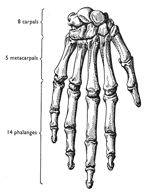 500x627 Bones Of The Hand. J. J. Du Toit, C. J. Van Der Merwe, A. G.
