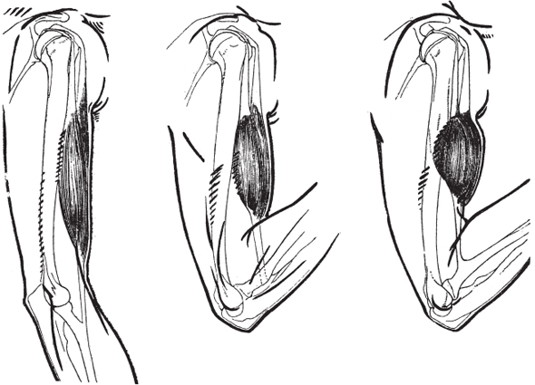 590x425 The Influence Of Bones And Muscles On Form