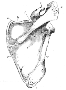 225x307 The Upper Limb Bones