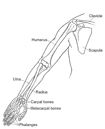 350x430 Upper Limb Structure And Functions Bone And Spine
