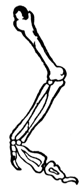 281x640 Bones Of Arm Clipart Etc