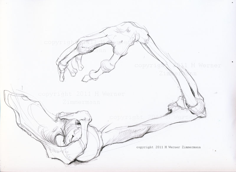 800x582 Man4art Back To Anatomy